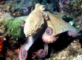   Octopus facing UW photographer  